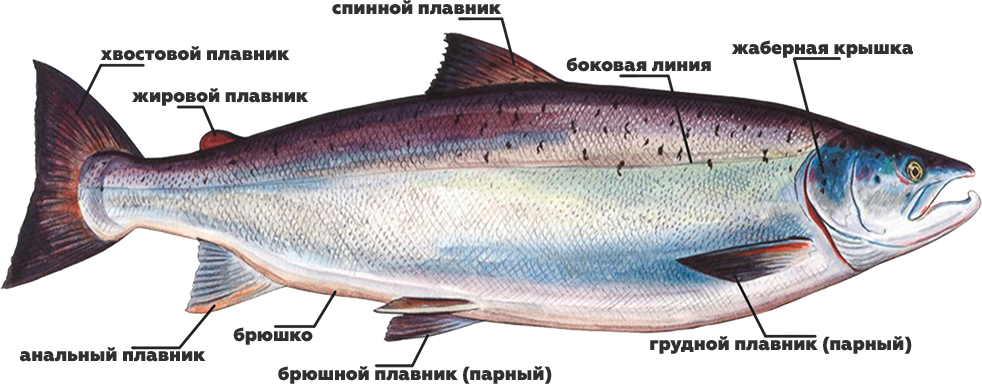 внешние признаки лосося узв аквакультура