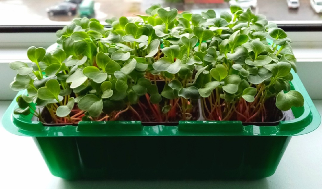 Огород на подоконнике: какие овощи и зелень можно вырастить в квартире и  что для этого потребуется