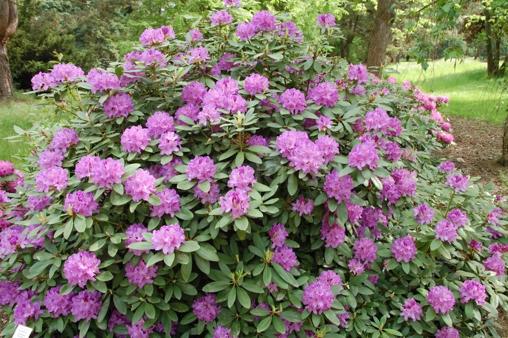 Рододендрон катевбинский. Рододендрон catawbiense Boursault. Рододендрон катевбинский Boursault. Рододендрон гибридный катевбинсе Бурсо.