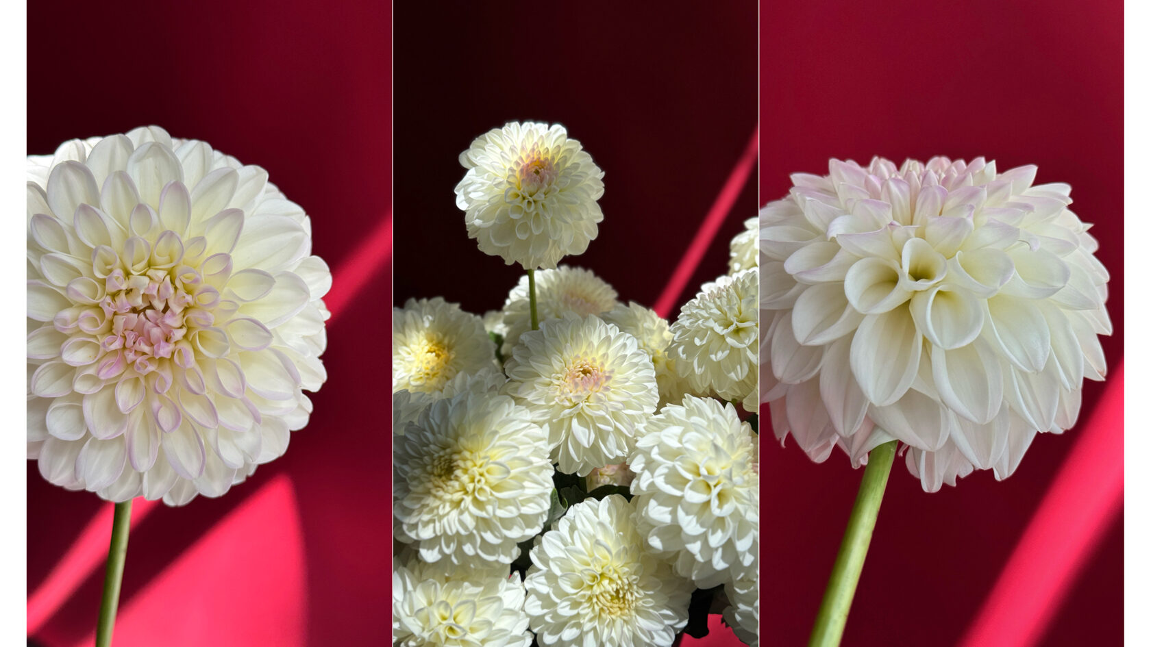 георгины букет