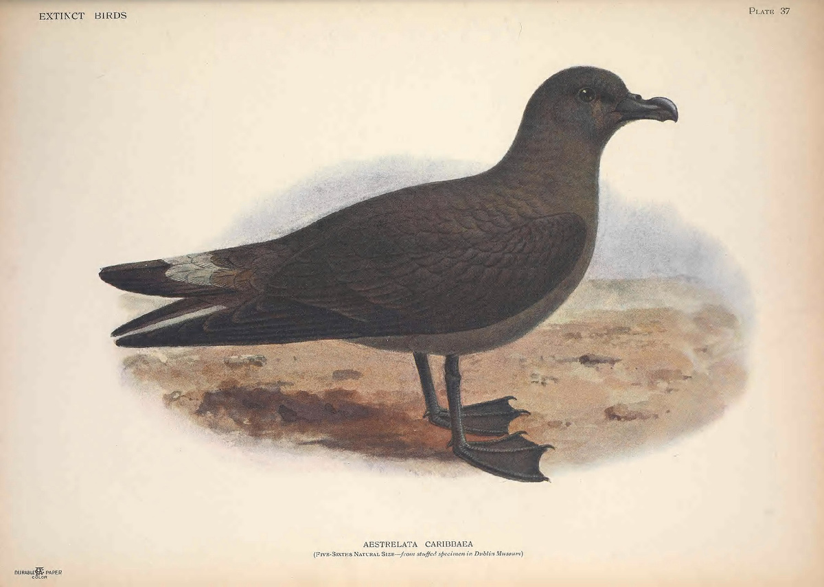 Ямайский тайфунник (Pterodroma caribbaea)