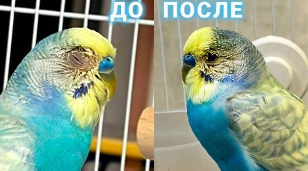 Попугай Жора до и после лечения воспаления глаза - результат онлайн ветеринарной консультации орнитолога
