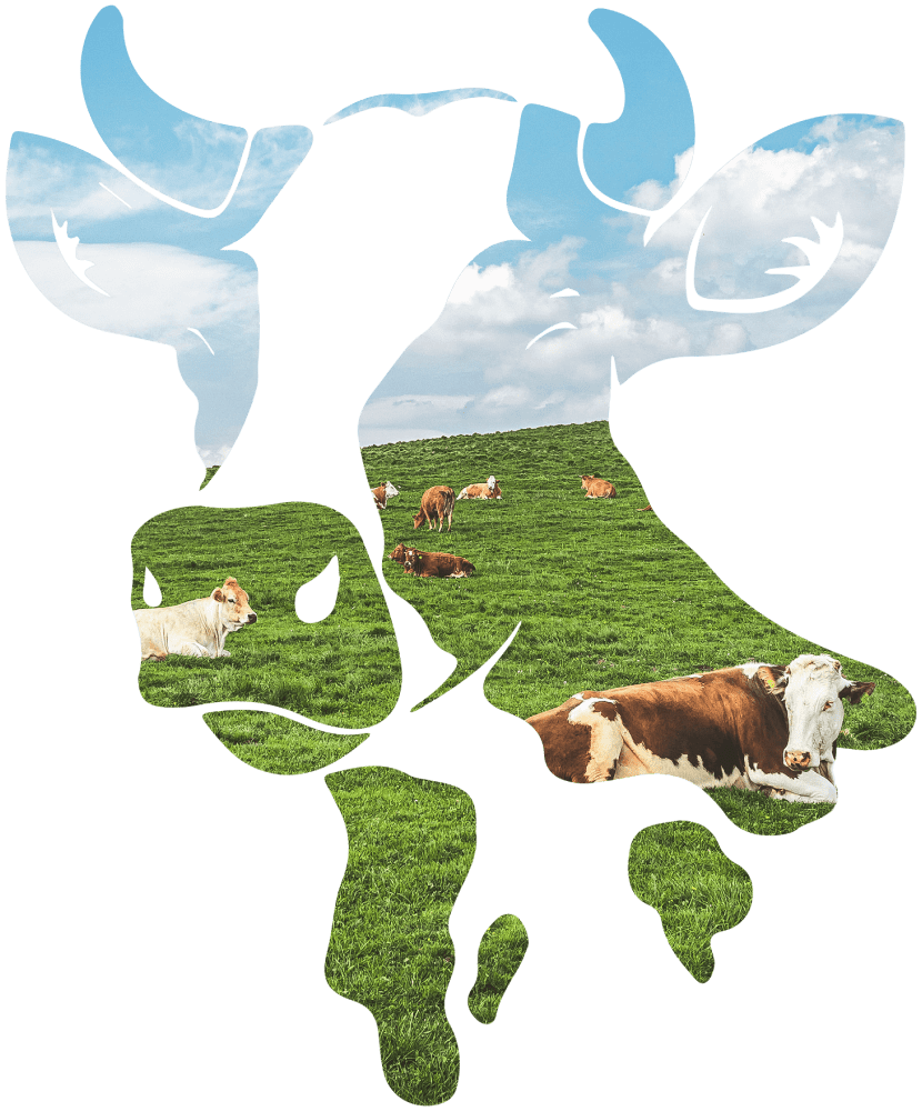 Коровы на поле с силуэте коровы