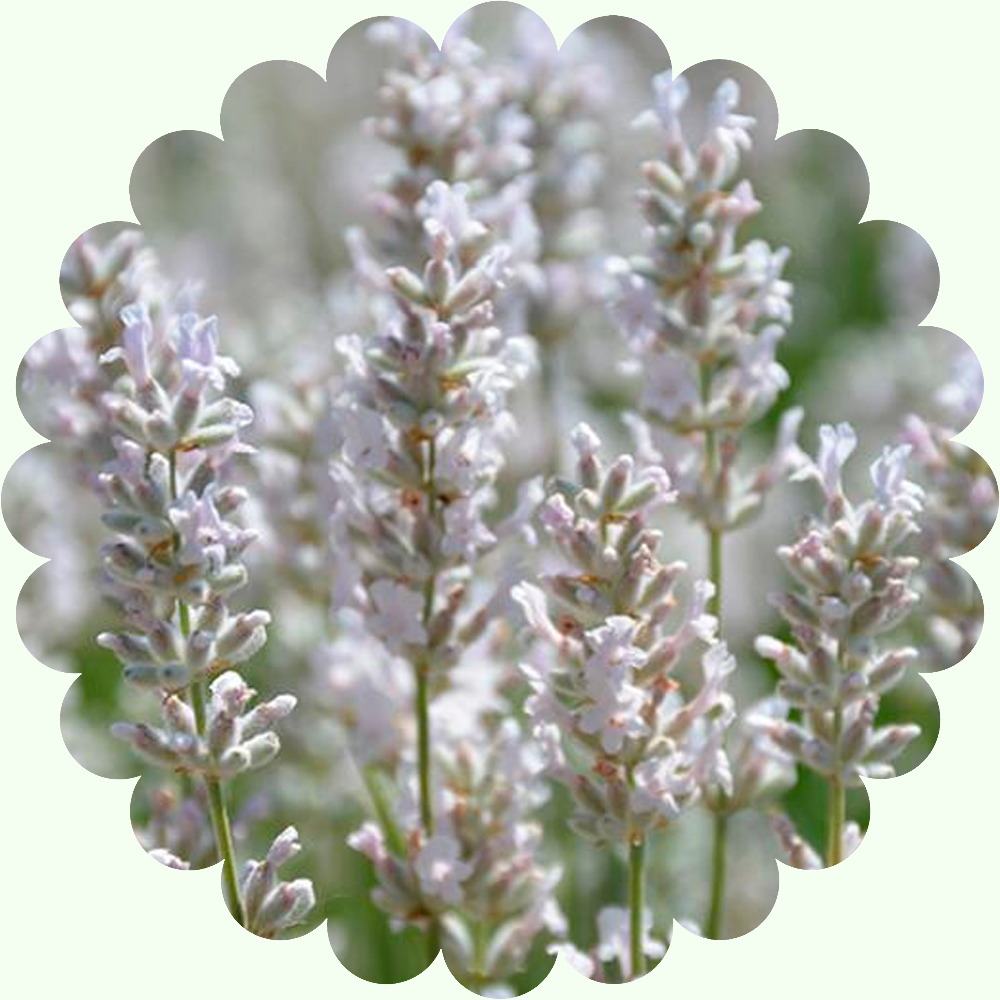 Лаванда узколистная 'arctic snow'. Лаванда узколистная арктик сноу. Лаванда узколистная элеганс сноу. Лаванда узколистная 'arctic snow'. Лаванда узколистная элеганс сноу.