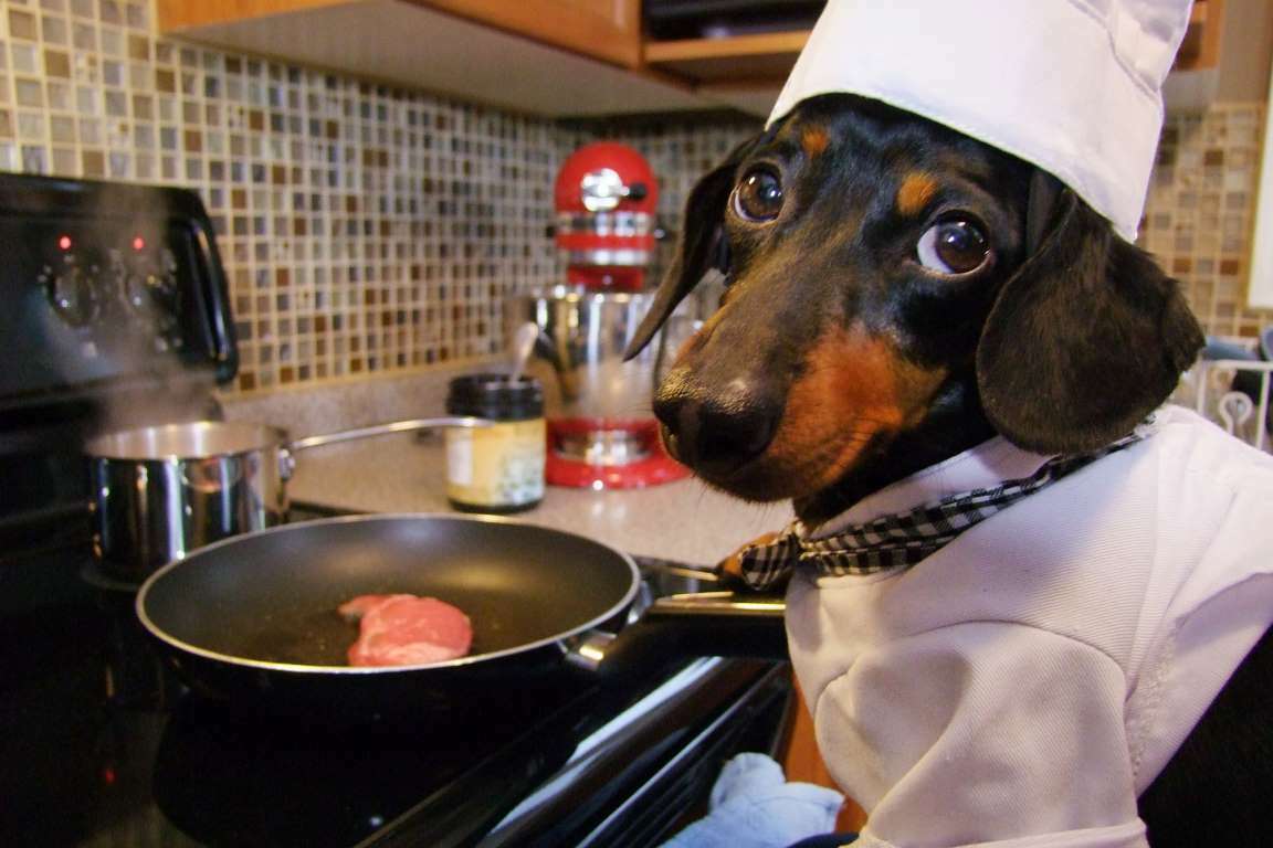 Собака готовит
