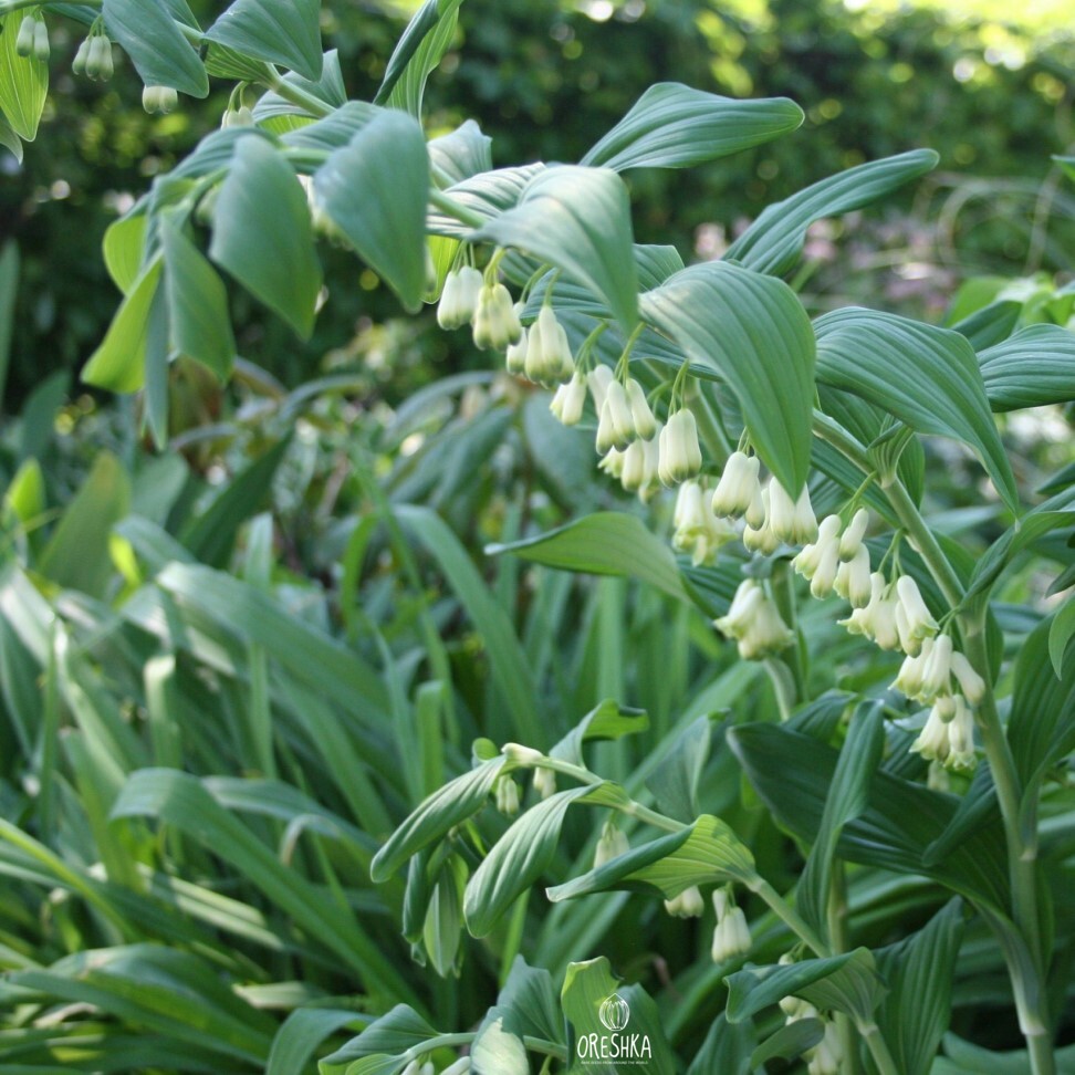 Купена многоцветковая (Polygonatum multiflorum)