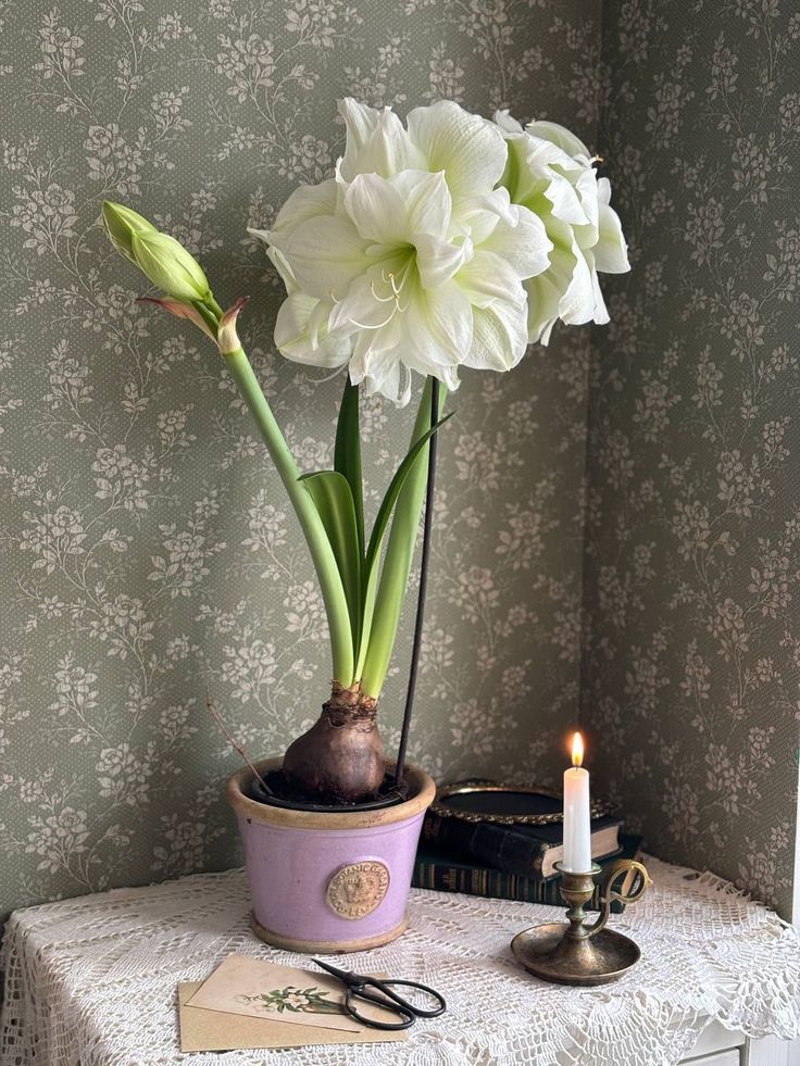 Potted plant on wooden shelf