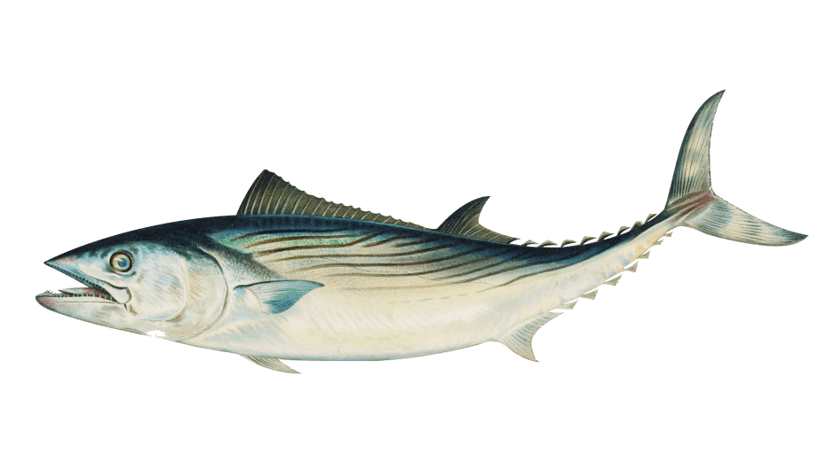 натуральная косметика, магазин профессиональной косметики, крем для ног, крем для ног с мочевиной, крем для ног купить, масло для ногтей, масло монарды для ногтей, масло для ногтей купить, косметика для ногтей, дезодорант для ног