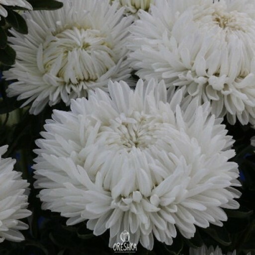 Seeds of Astra Classic White (Aster) — 50 pcs
