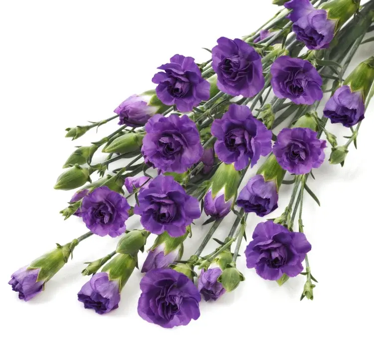 Гвоздика Moonberry