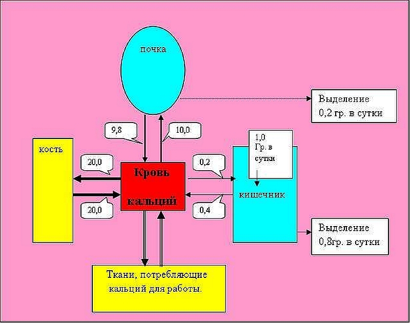Суточная схема. Современные данные о метаболизме кальция. Система перемещений кальций. Если произошло метаболизм кальция как его излечить.