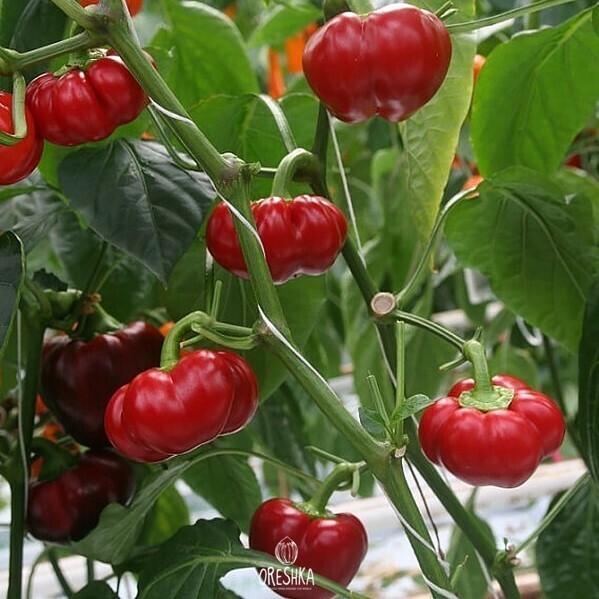 Seeds of Hot pepper Aji brazilian pumpkin (Capsicum) — 5 pcs