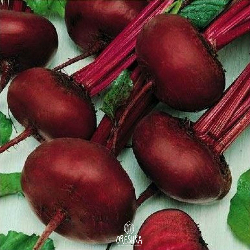 Seeds of Beetroot Egyptian (Beta vulgaris) — 50 pcs