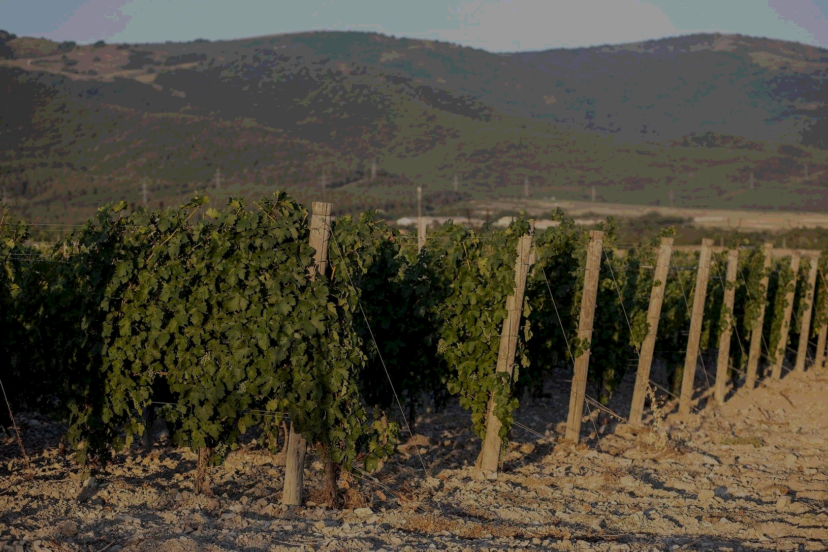 Винодельня Маркотх