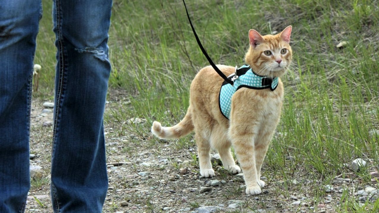 Можно гулять с котом. Поводок для кота. Коты на поводке. Кот на прогулке на поводке. Поводок для кошек для прогулки.