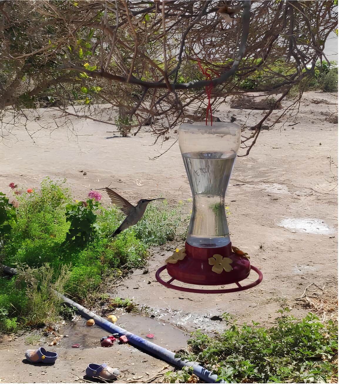 Колибри пьет воду