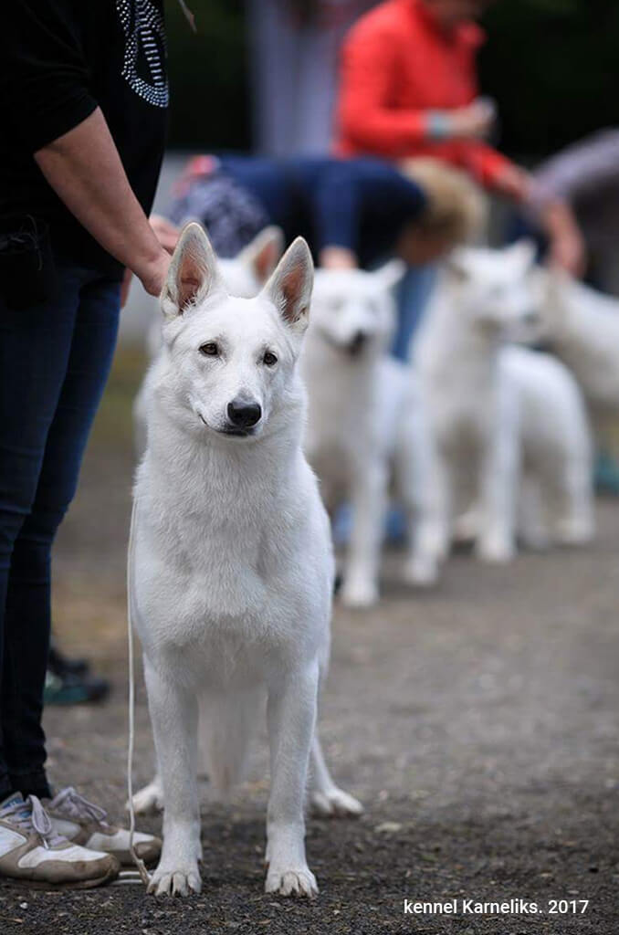Белая Швейцарская Овчарка Купить Москва