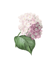 натуральная косметика, магазин профессиональной косметики, крем для ног, крем для ног с мочевиной, крем для ног купить, масло для ногтей, масло монарды для ногтей, масло для ногтей купить, косметика для ногтей, дезодорант для ног