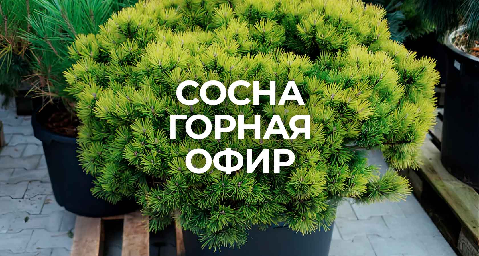 Сосна горная Офир - купить из питомника в СПб, по цене от 7000 р.