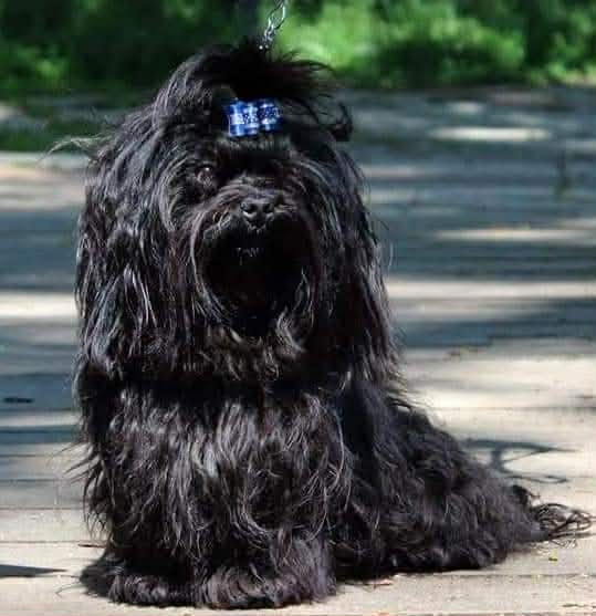 Russian Colored Bolonka