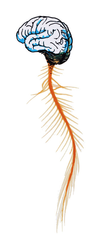 Центральная нервная система