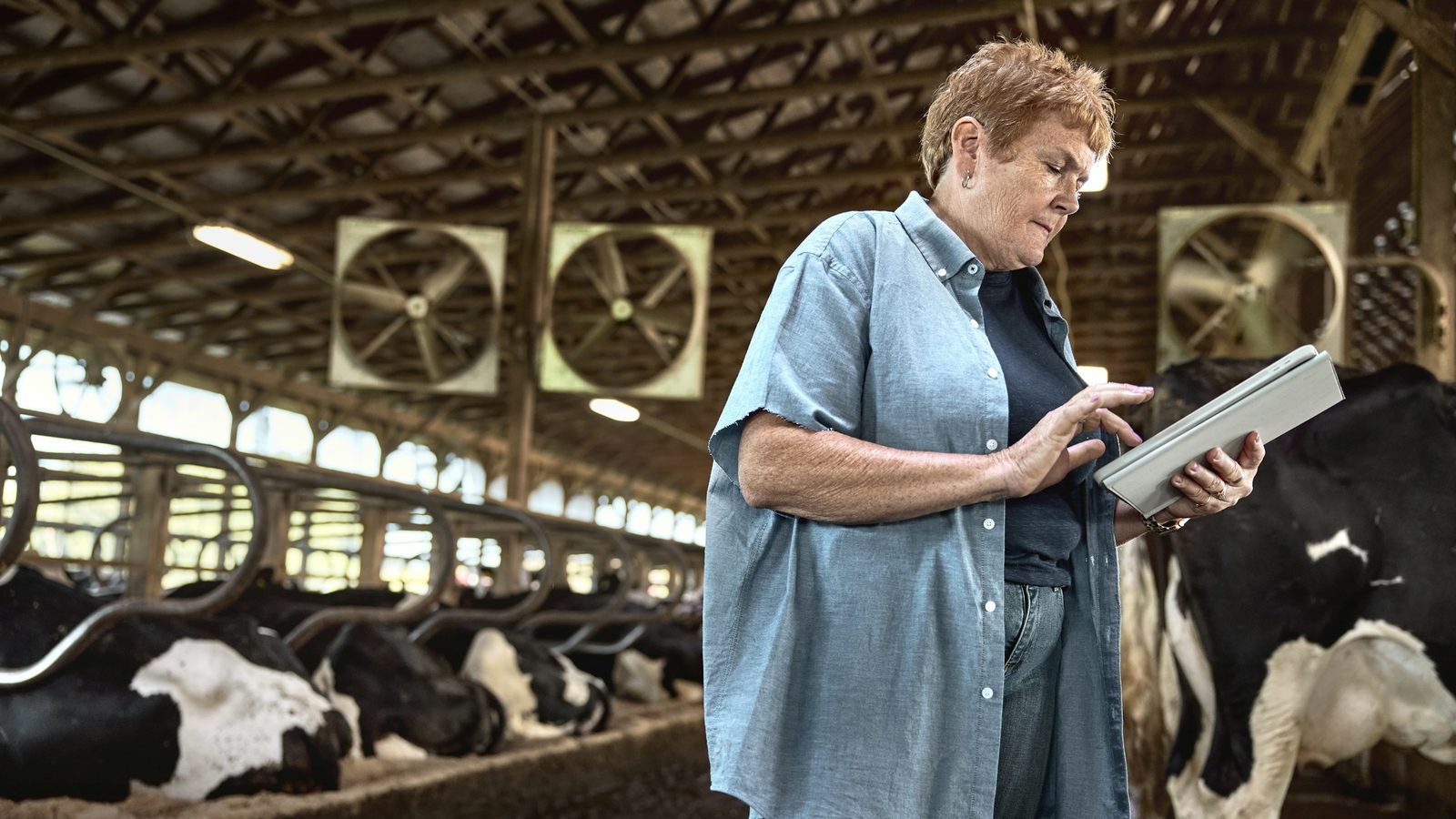 Woman farm manager using a tablet in a dairy barn with cows