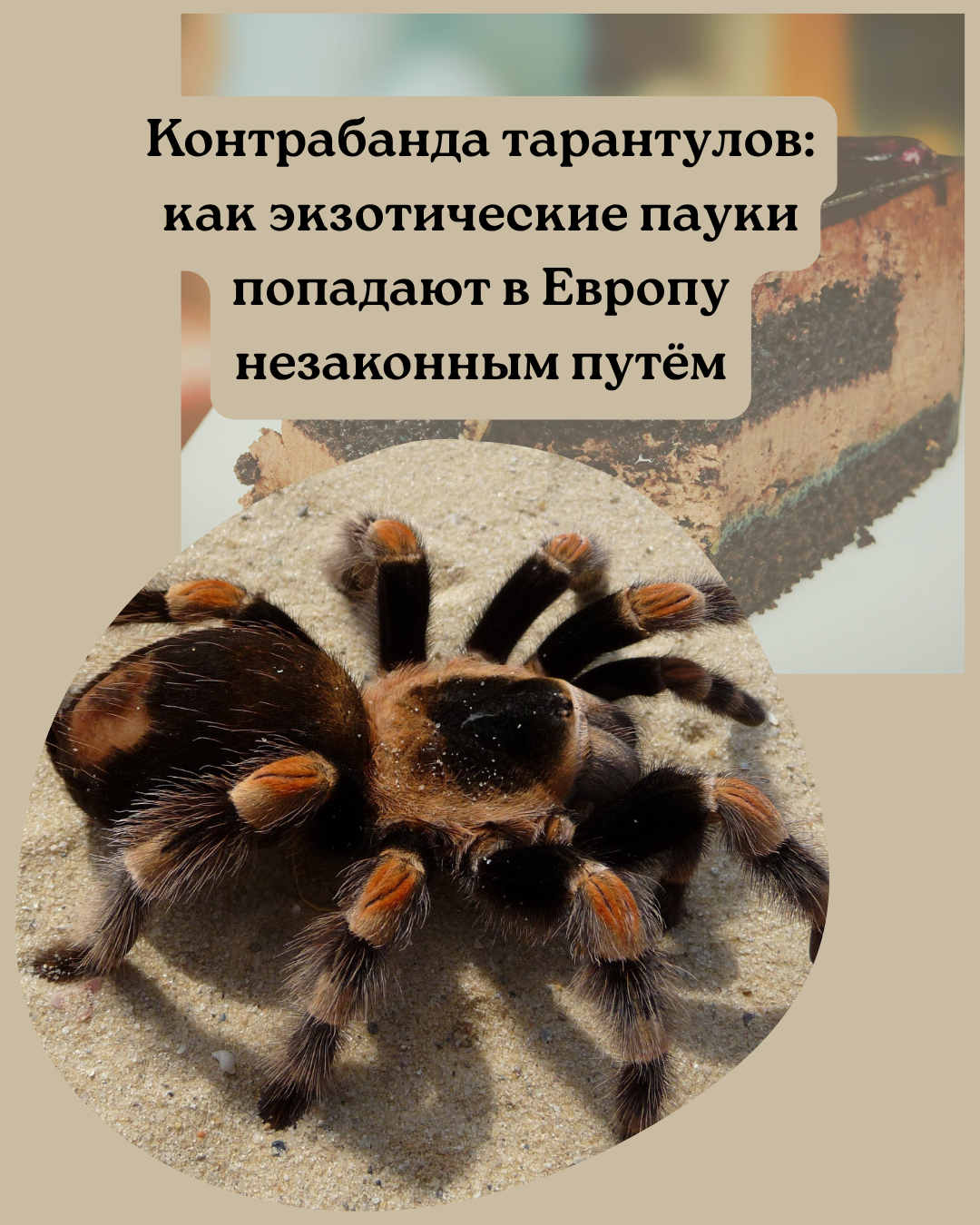 Контрабанда пауков в ЕС — случай с поставкой под видом тортов