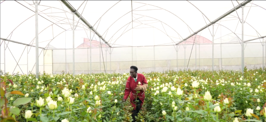 Розы с плантации Baraka Roses