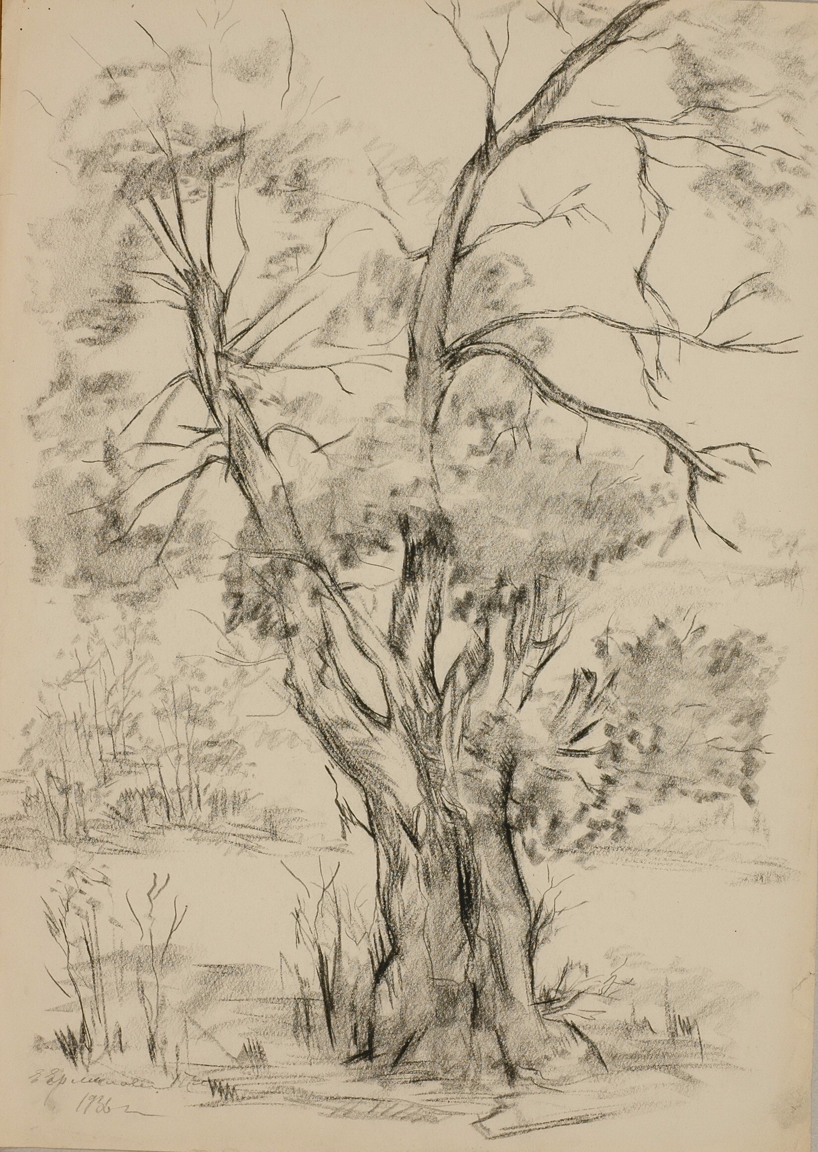Ермилова-Платова Е.Ф. Старое дерево. 1936