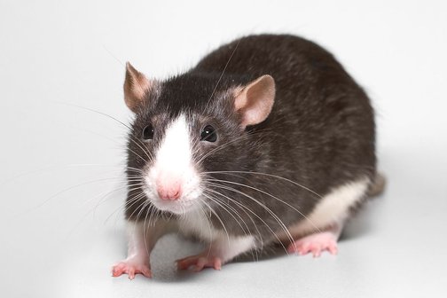 Почему крыса чешется, что делать