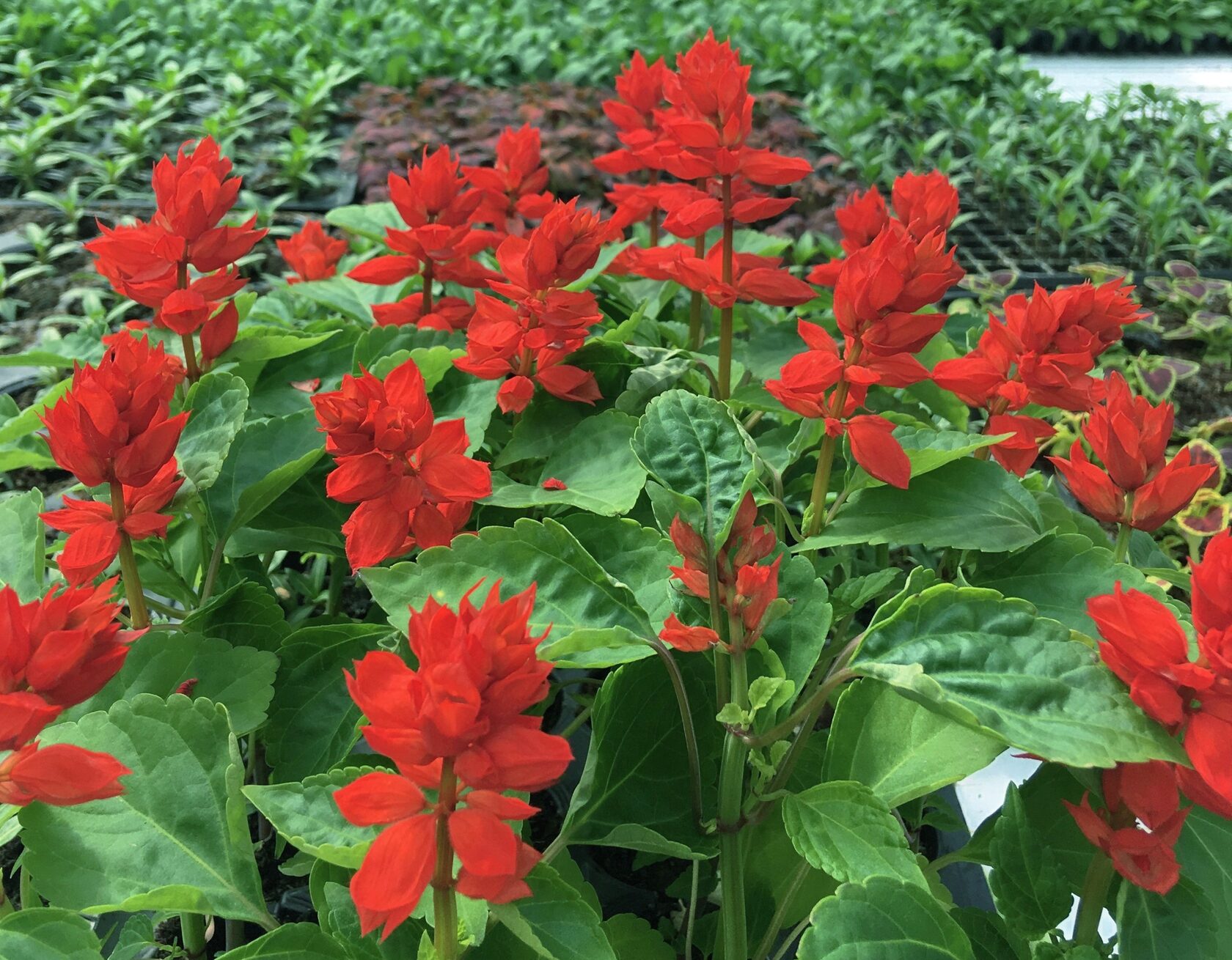 купить сальвию