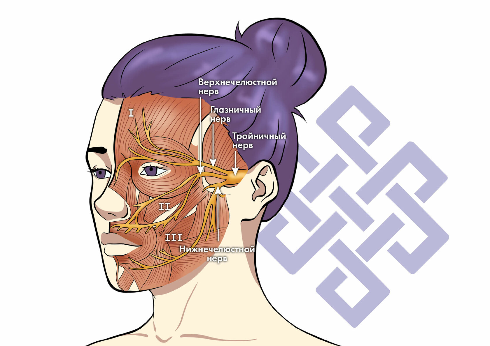 Неврит лицевого нерва у взрослых: причины, симптомы, лечение, профилактика в домашних условиях