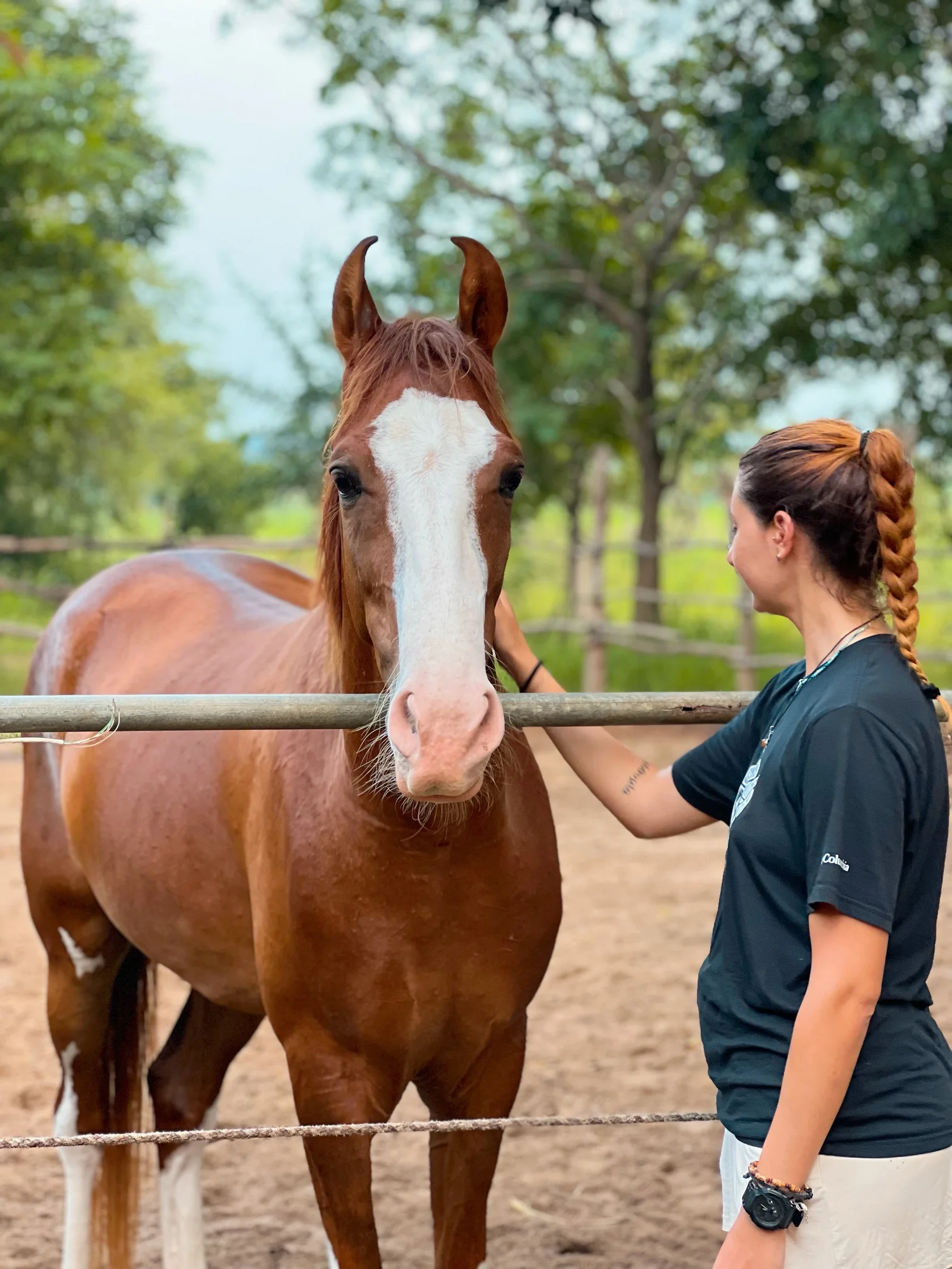 Close view of a Marwari horse at Vonfidel Ranch in Punanai Sri Lanka showing the breeds inward-curling ears meeting above the poll.