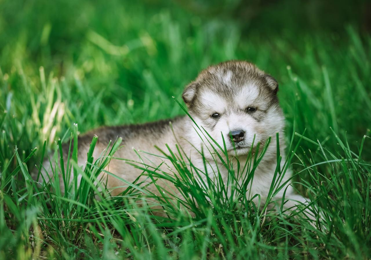 Nord Imperial Siberian Power — sable-white male puppy