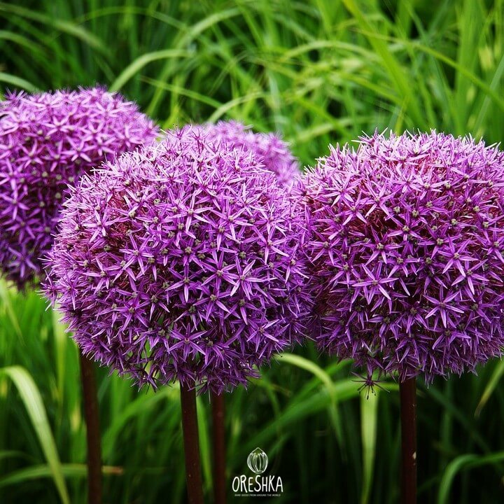 Seeds of Common Chives (Allium schoenoprasum) - 40 pcs