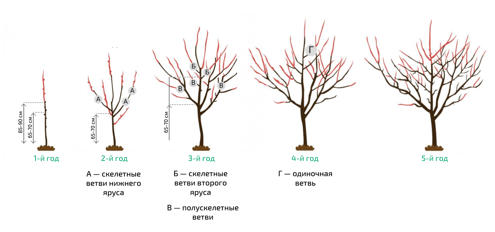 Обрезать фото по сантиметрам