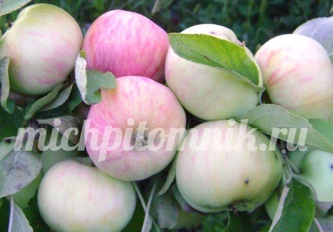 Грушовка московская