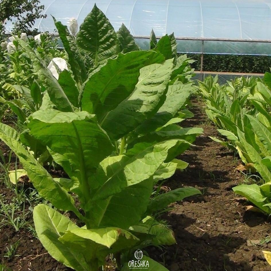 Seeds of Tobacco kumanovo (Nicotiana tabacum) — 300 pcs