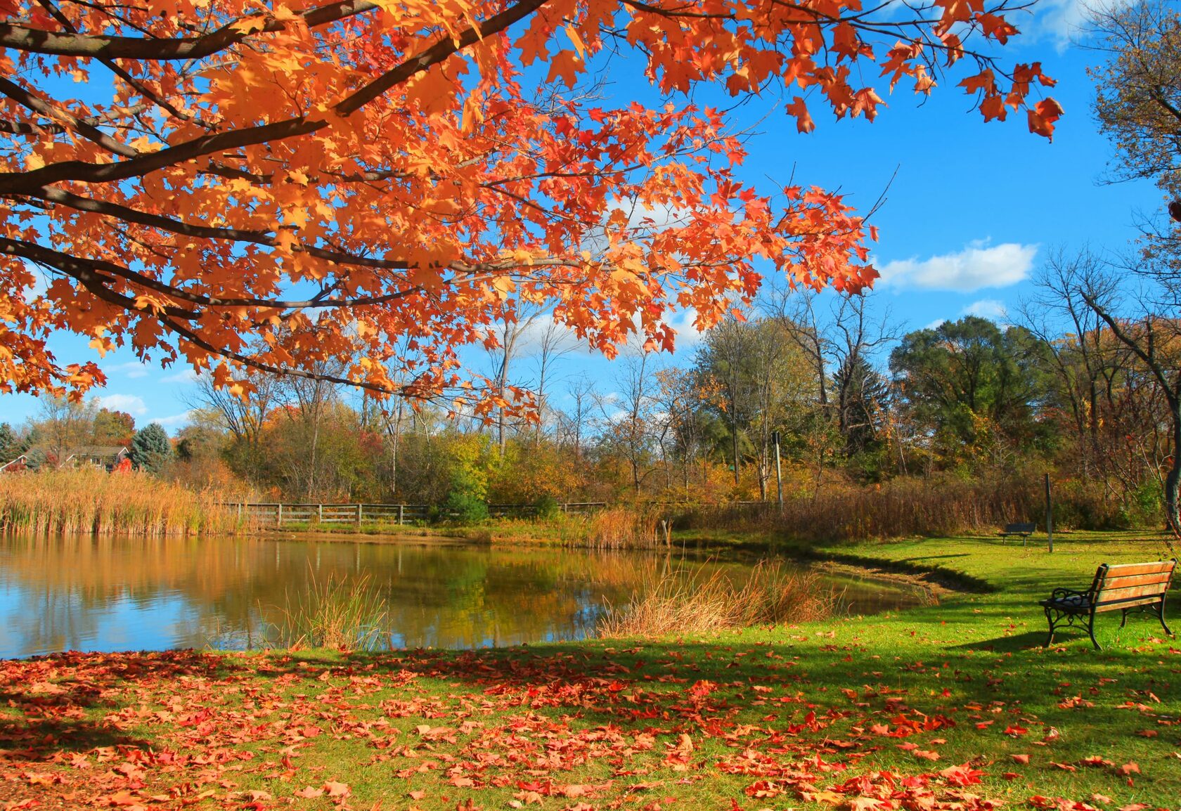 Как этилен способствует опаданию листьев
