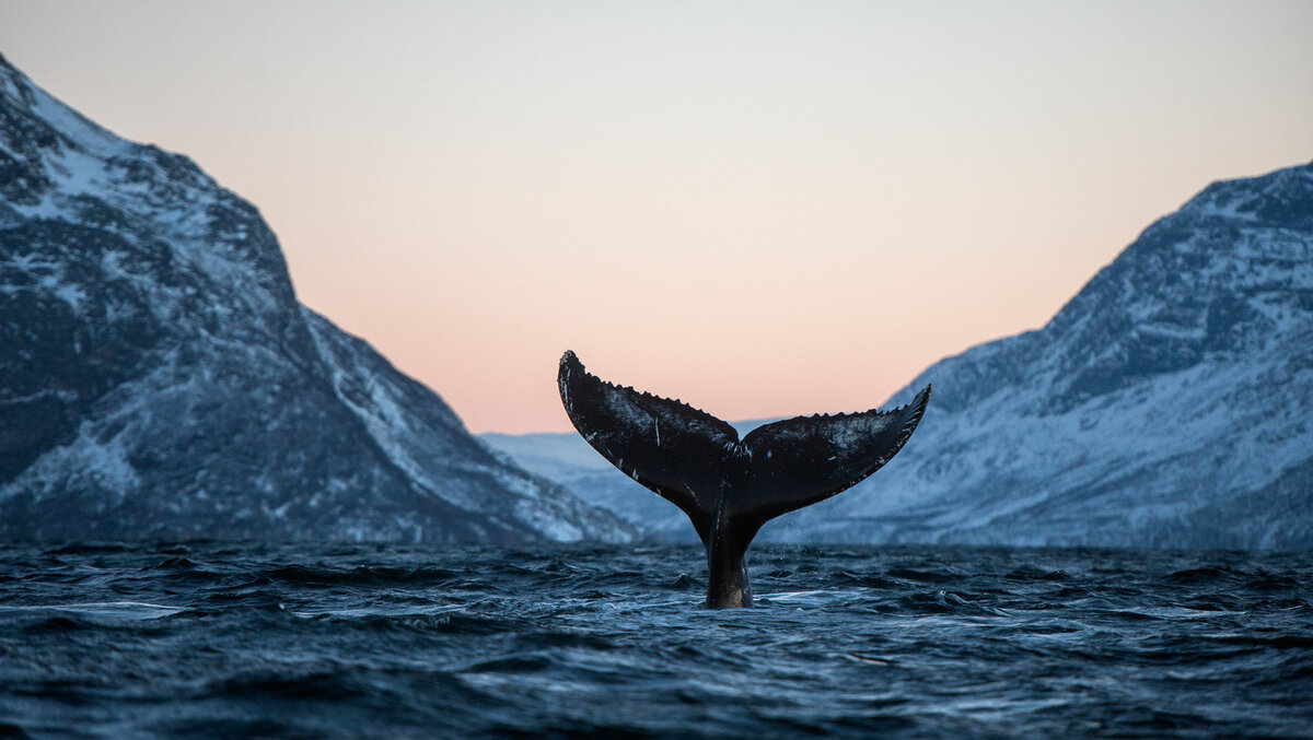 Териберка киты экскурсия