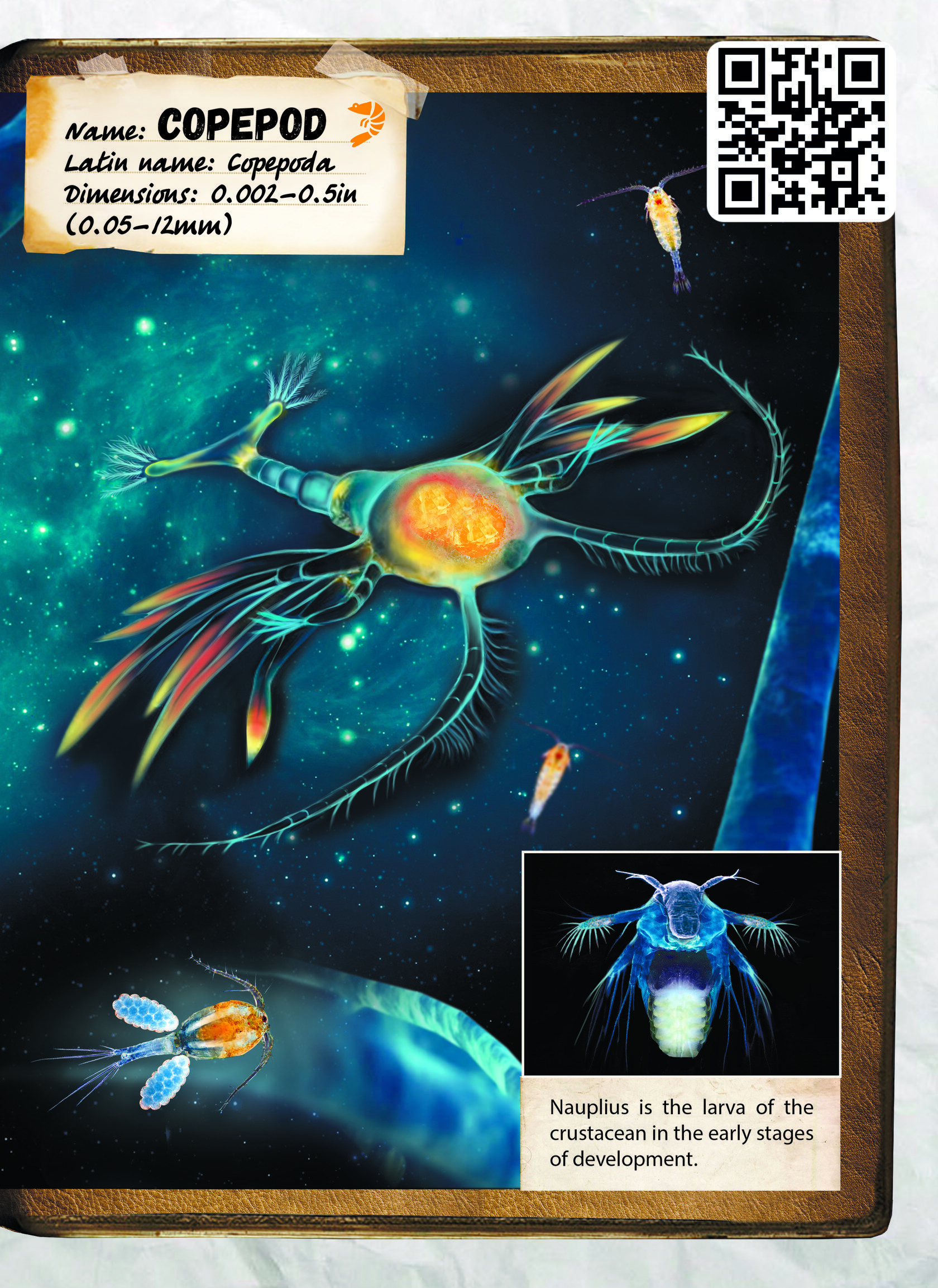 Project Copepod Copepod