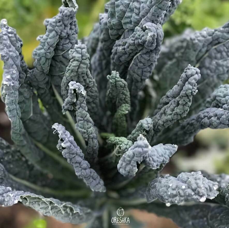 Seeds of Cabbage curly leaf Tuscany (Brassica oleracea var. sabellica) — 30 pcs
