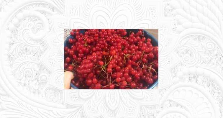 Приготовление калины с сахаром без варки: шаг 1