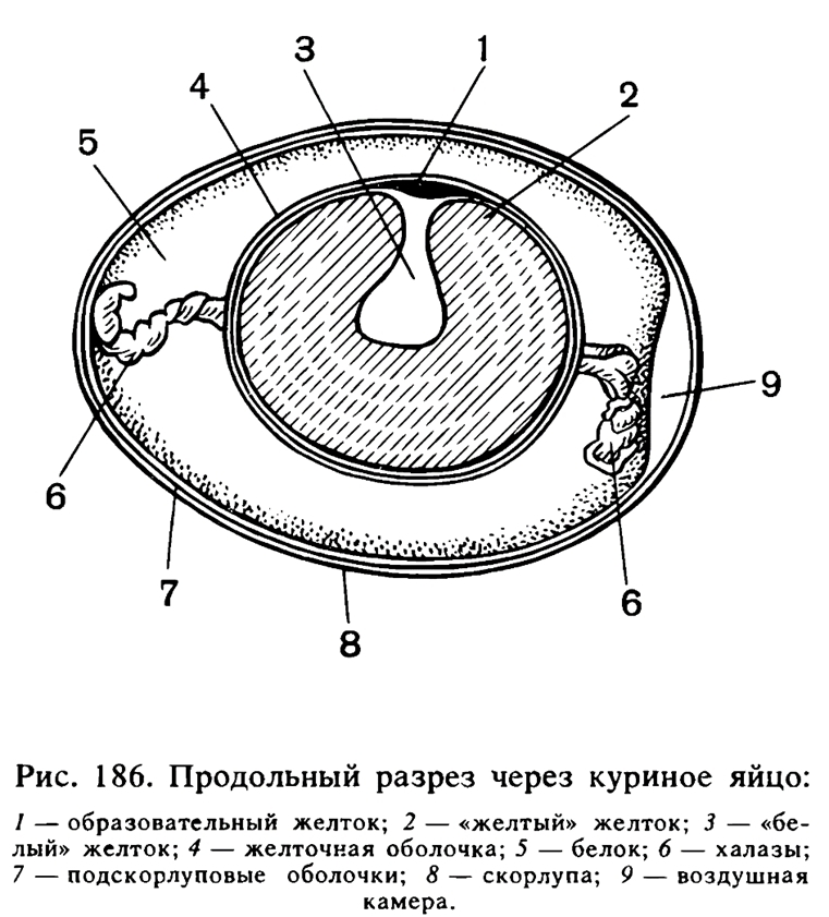 Рис. 4. Пример подписи к биологическому рисунку