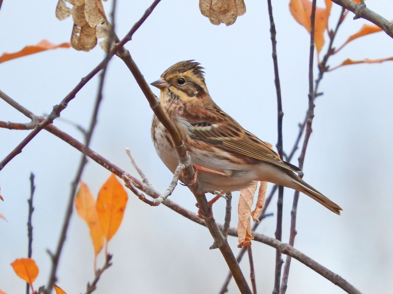 Птицы Байкальского заповедника