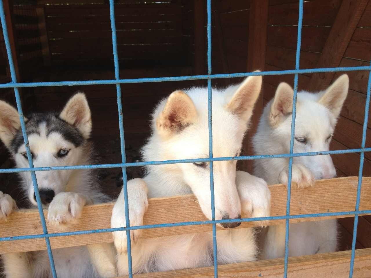 Хаски хаус база отдыха нижний новгород