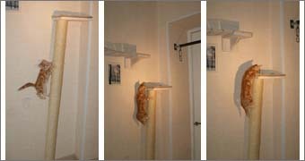 когтеточки комплексы