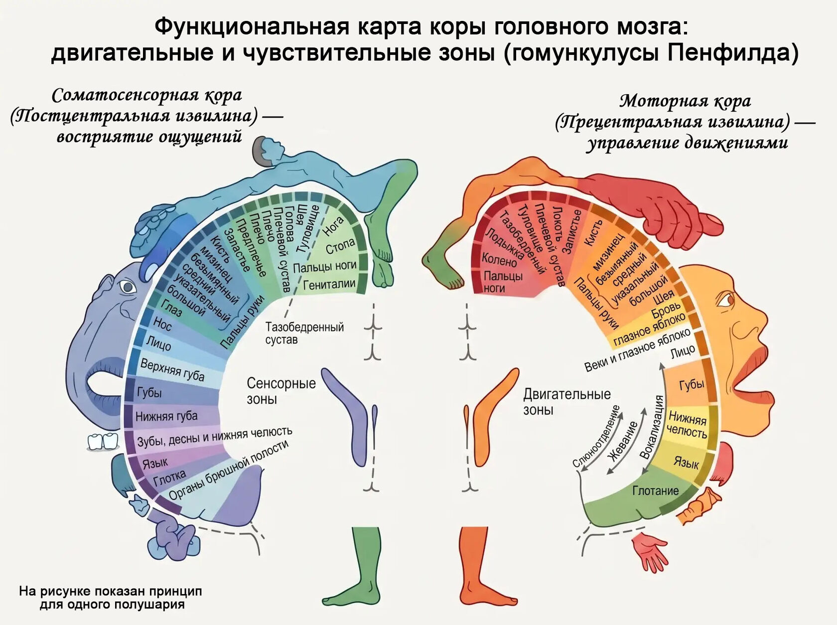 Гомункулусы Пенфилда