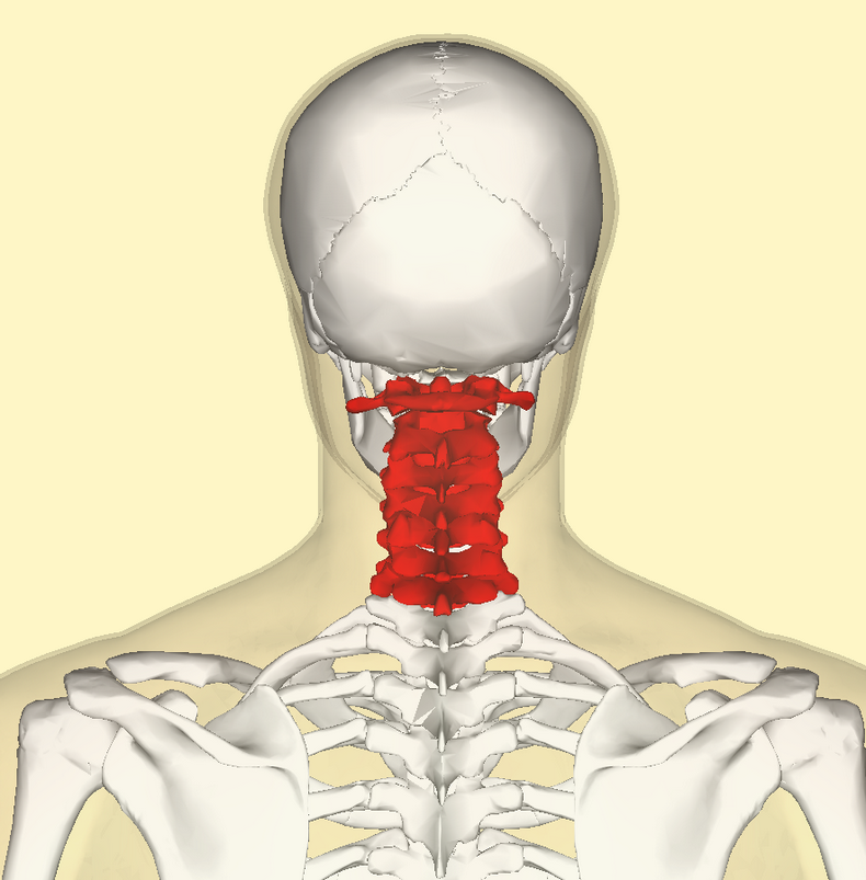 Кости черепа, плечевого, тазового поясов и конечностей