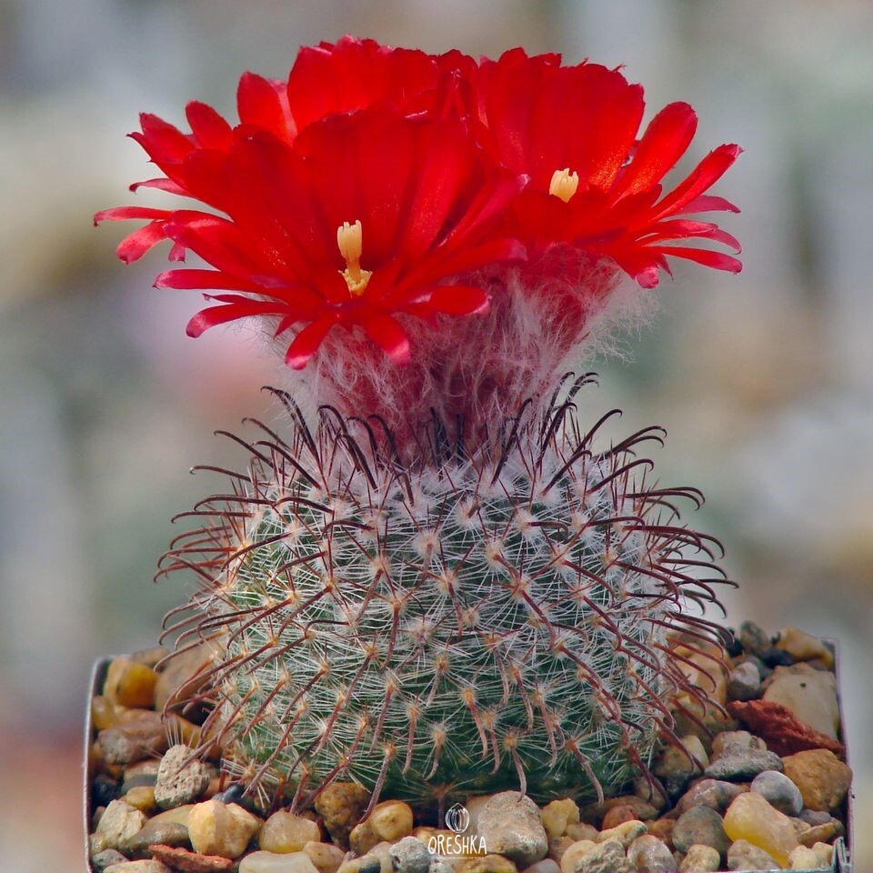 Seeds of Cactus Parodia sanguiniflora P 158 (Parodia sanguiniflora P 158) — 10 pcs